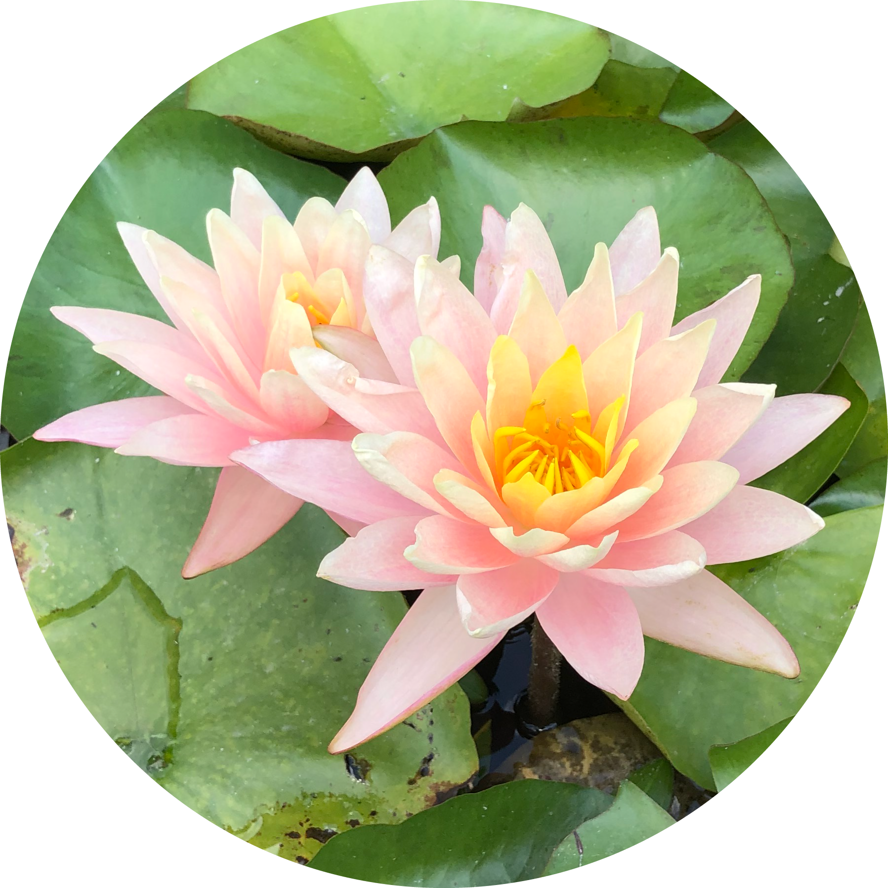Lotosblume